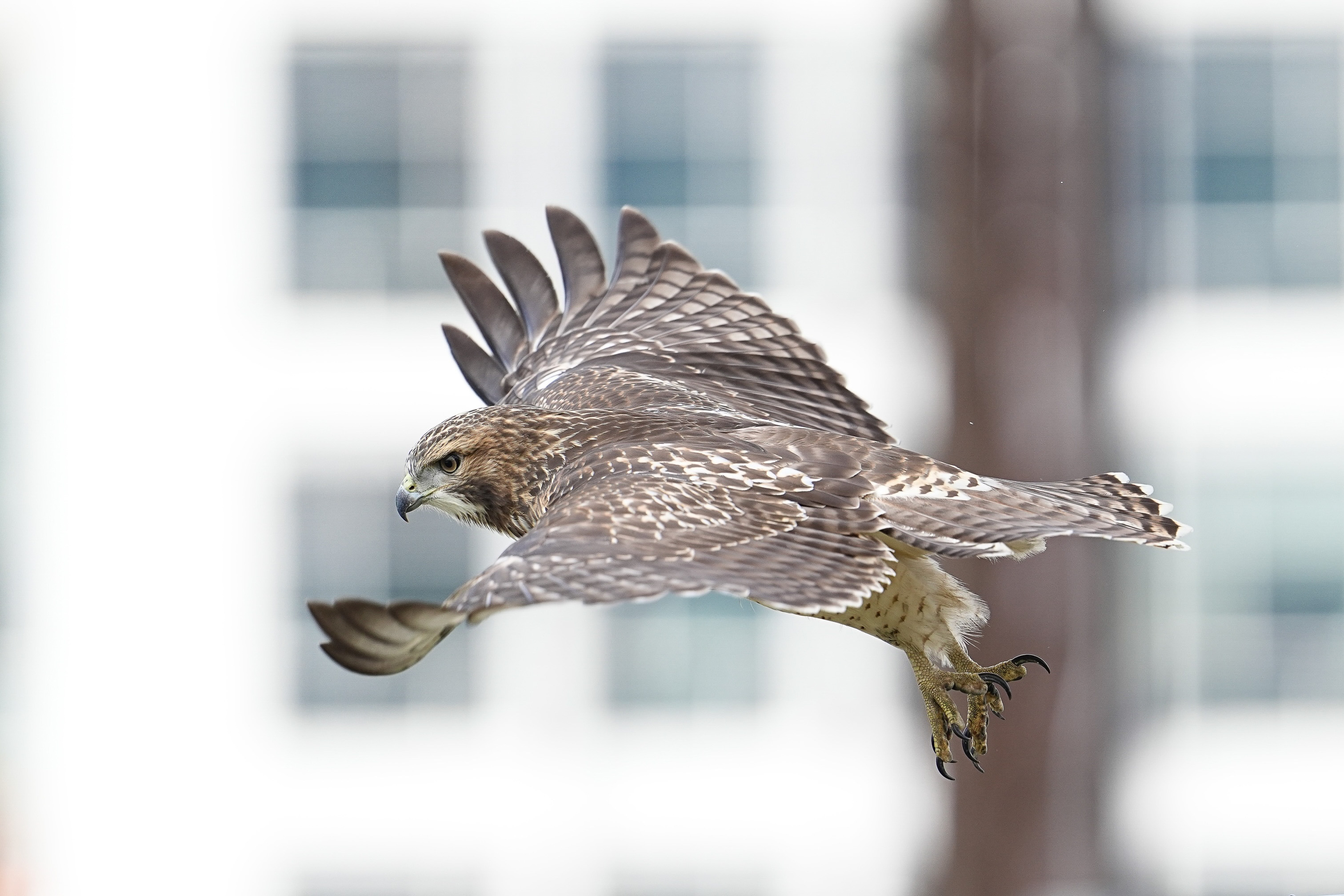 Red-tailed Hawks O1 and O2